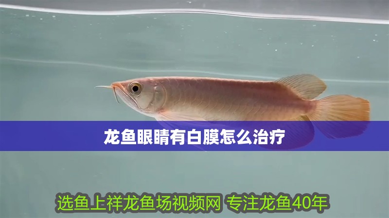 龍魚眼睛有白膜怎么治療 龍魚眼睛有白膜怎么治療 龍魚百科 第2張