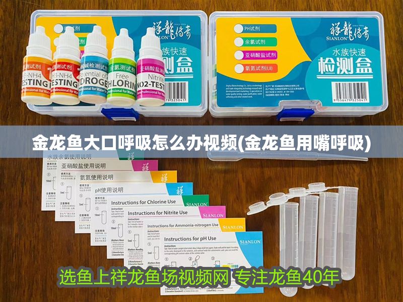 金龍魚大口呼吸怎么辦視頻(金龍魚用嘴呼吸)