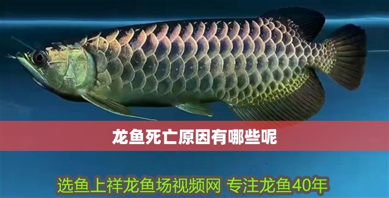 龍魚死亡原因有哪些呢
