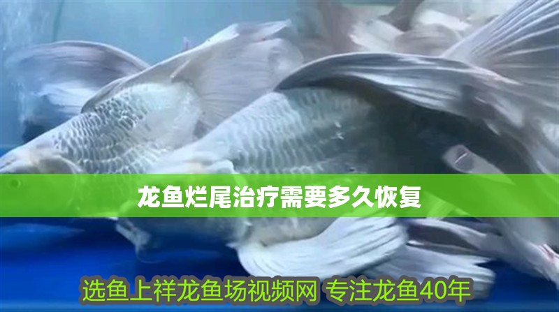龍魚爛尾治療需要多久恢復