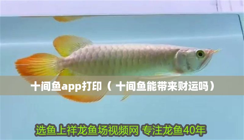 十間魚app打印（ 十間魚能帶來財運嗎）