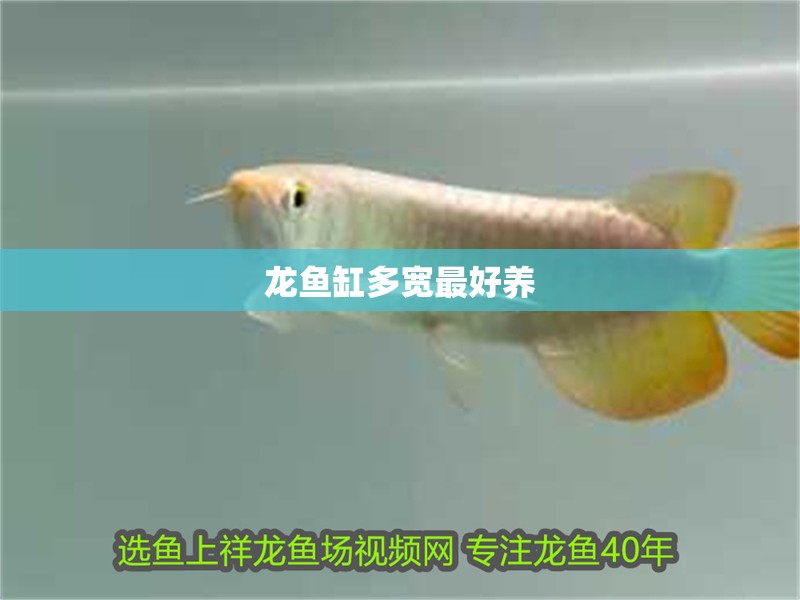 龍魚缸多寬最好養 龍魚缸多寬最好養 龍魚百科 第2張