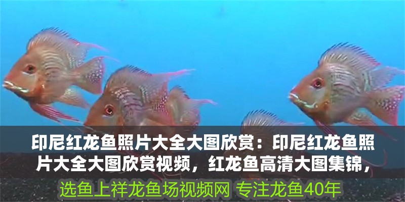 印尼紅龍魚照片大全大圖欣賞：印尼紅龍魚照片大全大圖欣賞視頻，紅龍魚高清大圖集錦，