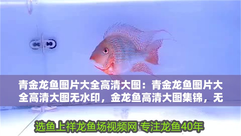 青金龍魚圖片大全高清大圖：青金龍魚圖片大全高清大圖無水印，金龍魚高清大圖集錦，無水印的視覺盛宴