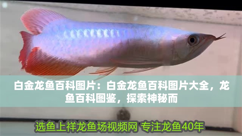 白金龍魚百科圖片：白金龍魚百科圖片大全，龍魚百科圖鑒，探索神秘而