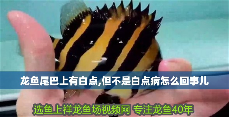 龍魚尾巴上有白點(diǎn),但不是白點(diǎn)病怎么回事兒