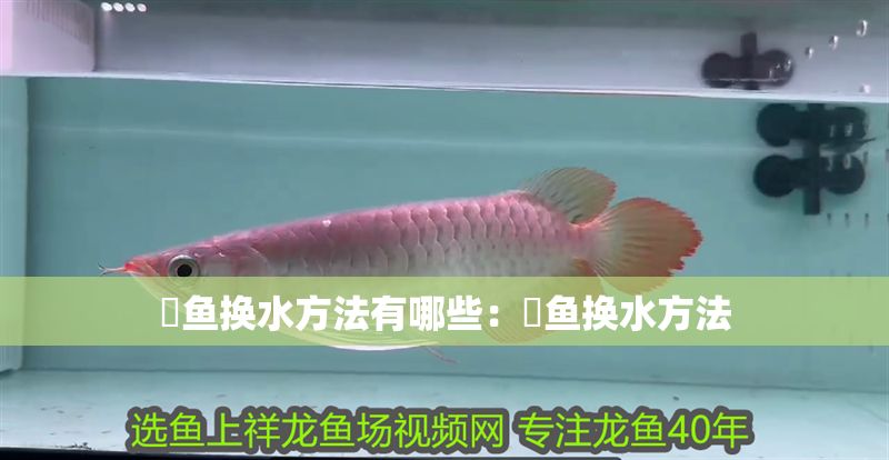 魟魚換水方法有哪些：魟魚換水方法