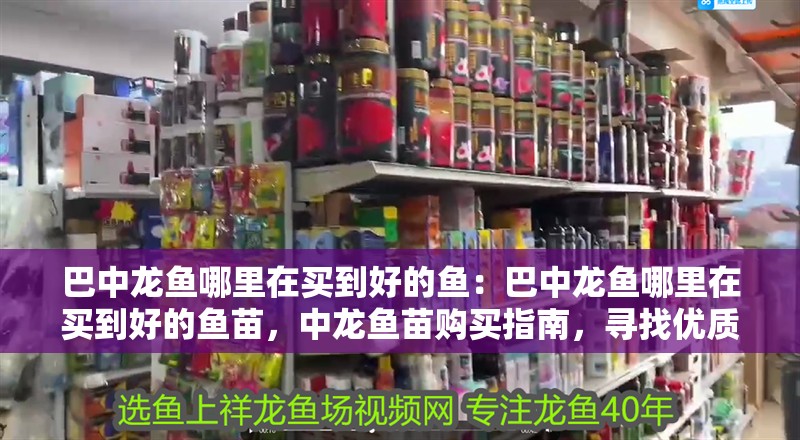 巴中龍魚哪里在買到好的魚：巴中龍魚哪里在買到好的魚苗，中龍魚苗購買指南，尋找優質龍魚苗的可靠