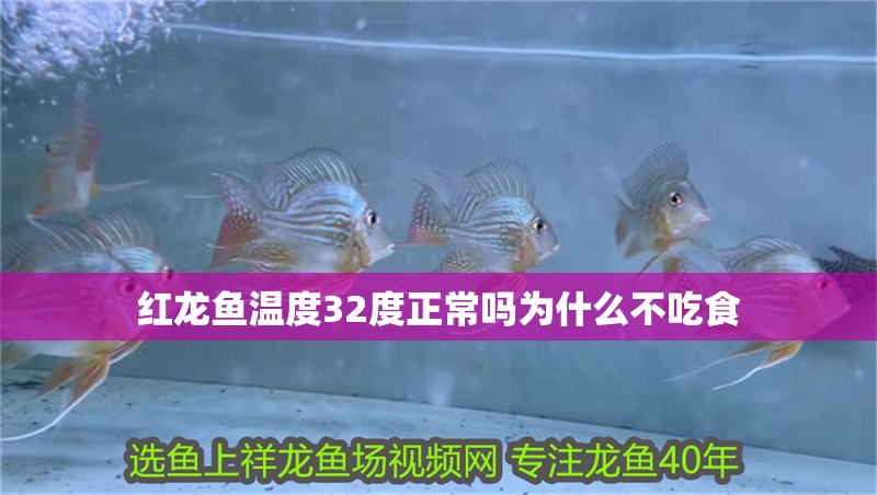 紅龍魚溫度32度正常嗎為什么不吃食
