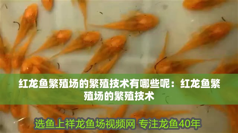 紅龍魚繁殖場的繁殖技術有哪些呢：紅龍魚繁殖場的繁殖技術