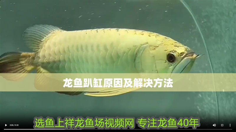 龍魚趴缸原因及解決方法