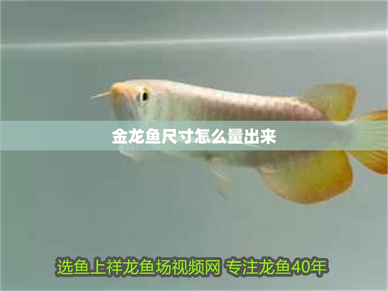 金龍魚尺寸怎么量出來