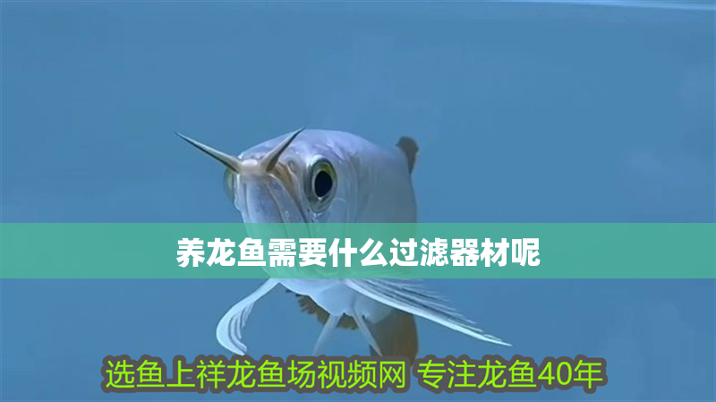 養(yǎng)龍魚需要什么過濾器材呢