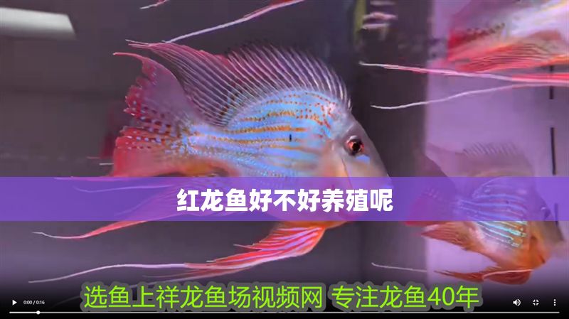 紅龍魚好不好養(yǎng)殖呢