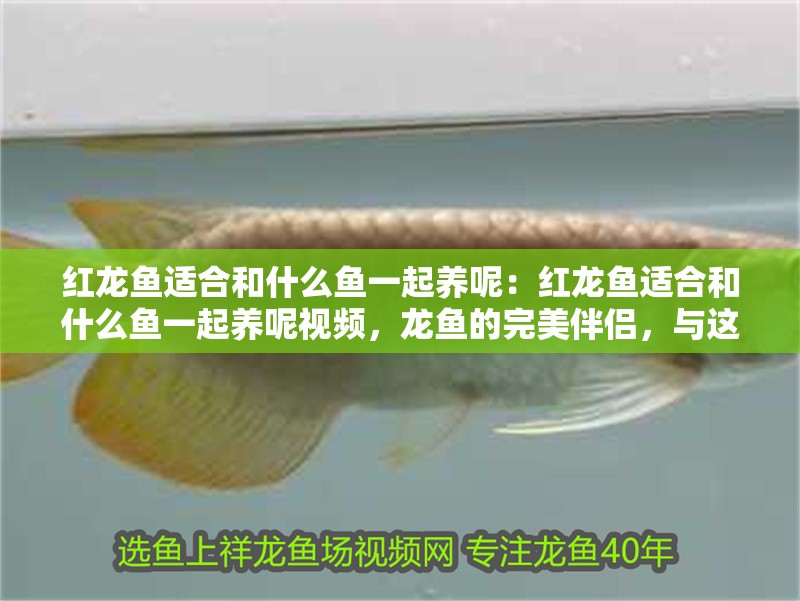 紅龍魚適合和什么魚一起養呢：紅龍魚適合和什么魚一起養呢視頻，龍魚的完美伴侶，與這些魚類