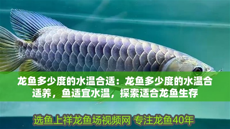 龍魚多少度的水溫合適：龍魚多少度的水溫合適養(yǎng)，魚適宜水溫，探索適合龍魚生存