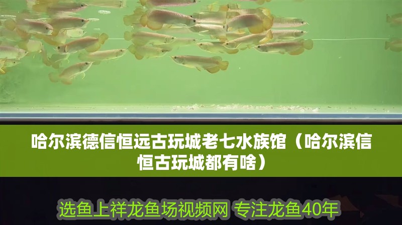 哈爾濱德信恒遠古玩城老七水族館（哈爾濱信恒古玩城都有啥）