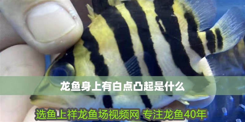 龍魚身上有白點凸起是什么