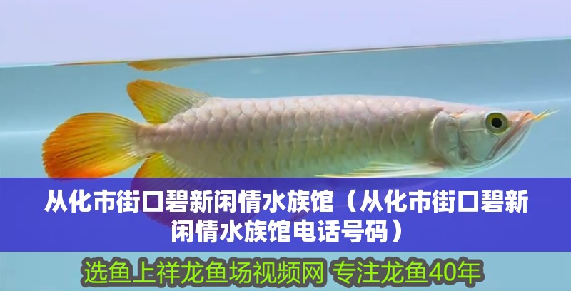 從化市街口碧新閑情水族館（從化市街口碧新閑情水族館電話號碼）