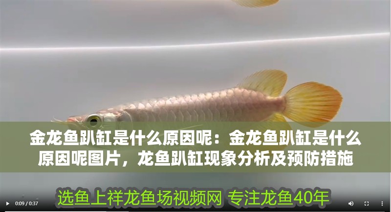 金龍魚趴缸是什么原因呢：金龍魚趴缸是什么原因呢圖片，龍魚趴缸現(xiàn)象分析及預(yù)防措施