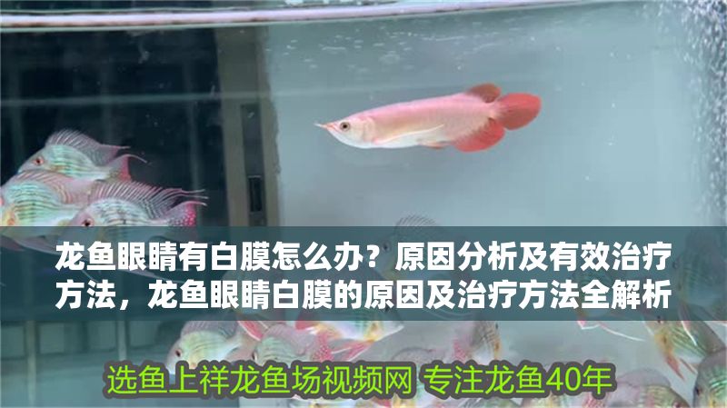 龍魚眼睛有白膜怎么辦？原因分析及有效治療方法，龍魚眼睛白膜的原因及治療方法全解析