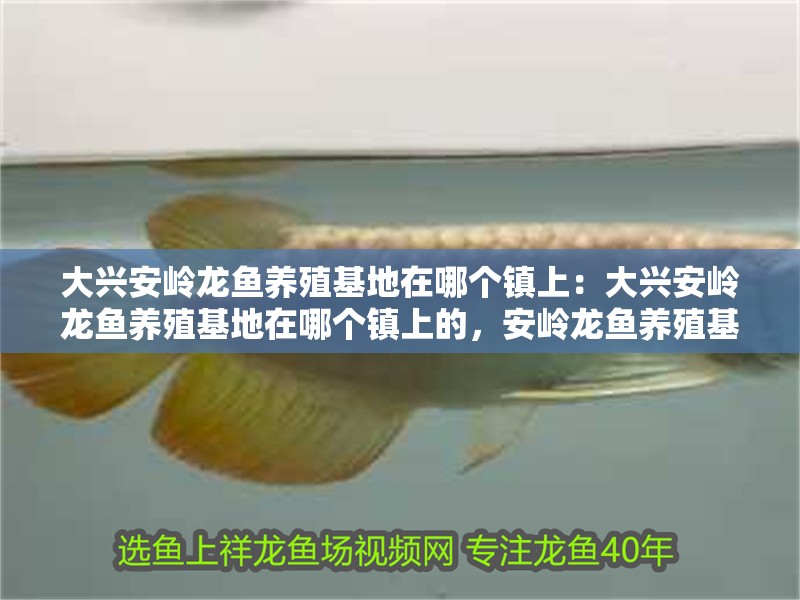大興安嶺龍魚養殖基地在哪個鎮上：大興安嶺龍魚養殖基地在哪個鎮上的，安嶺龍魚養殖基地位置揭秘，位于哪個鎮上？
