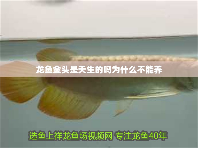 龍魚金頭是天生的嗎為什么不能養