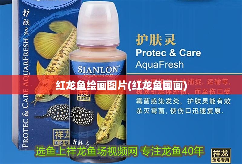 紅龍魚繪畫圖片(紅龍魚國畫)