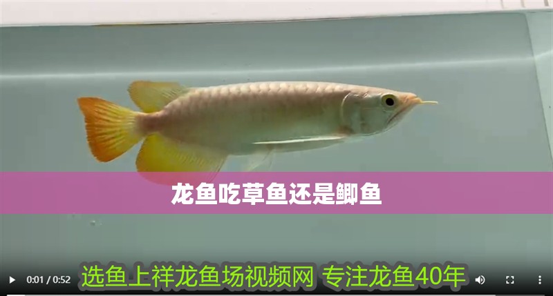 龍魚吃草魚還是鯽魚