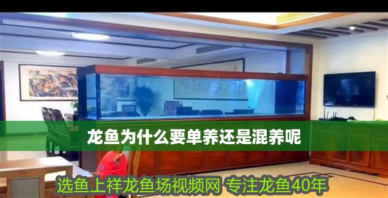 龍魚為什么要單養還是混養呢