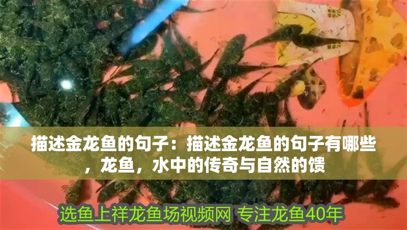 描述金龍魚的句子：描述金龍魚的句子有哪些，龍魚，水中的傳奇與自然的饋