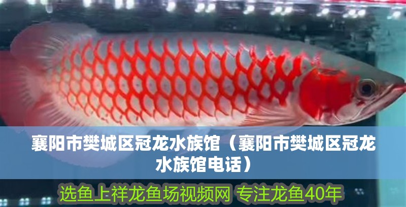 襄陽市樊城區冠龍水族館（襄陽市樊城區冠龍水族館電話）