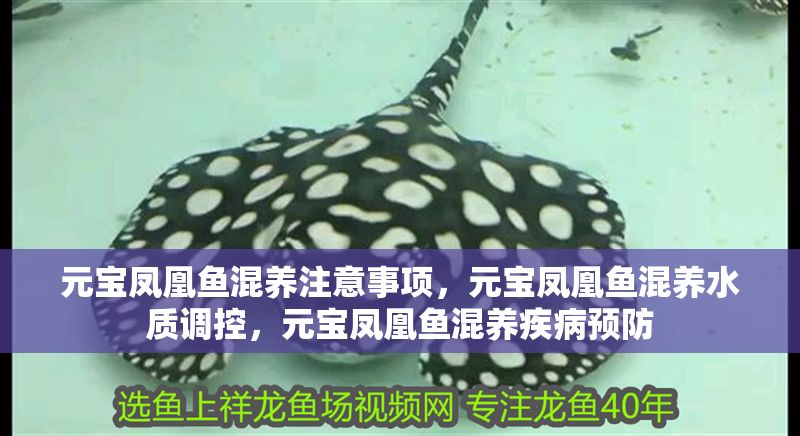 元寶鳳凰魚混養注意事項，元寶鳳凰魚混養水質調控，元寶鳳凰魚混養疾病預防