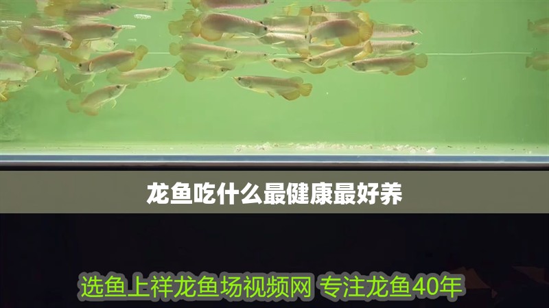 龍魚(yú)吃什么最健康最好養(yǎng)