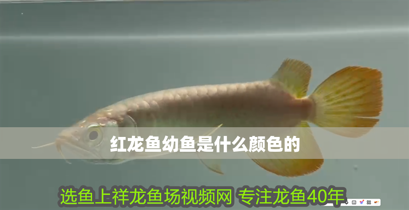 紅龍魚幼魚是什么顏色的