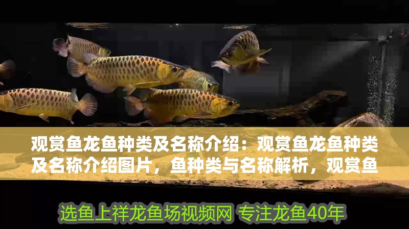 觀賞魚(yú)龍魚(yú)種類及名稱介紹：觀賞魚(yú)龍魚(yú)種類及名稱介紹圖片，魚(yú)種類與名稱解析，觀賞魚(yú)龍魚(yú)的多樣性及圖