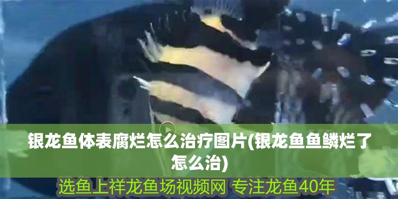 銀龍魚體表腐爛怎么治療圖片(銀龍魚魚鱗爛了怎么治)