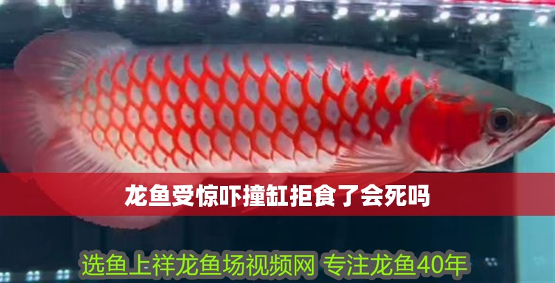 龍魚受驚嚇撞缸拒食了會死嗎