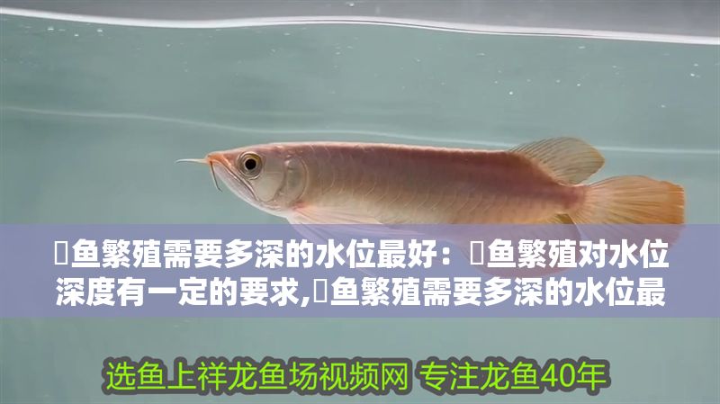 魟魚繁殖需要多深的水位最好：魟魚繁殖對水位深度有一定的要求,魟魚繁殖需要多深的水位最好