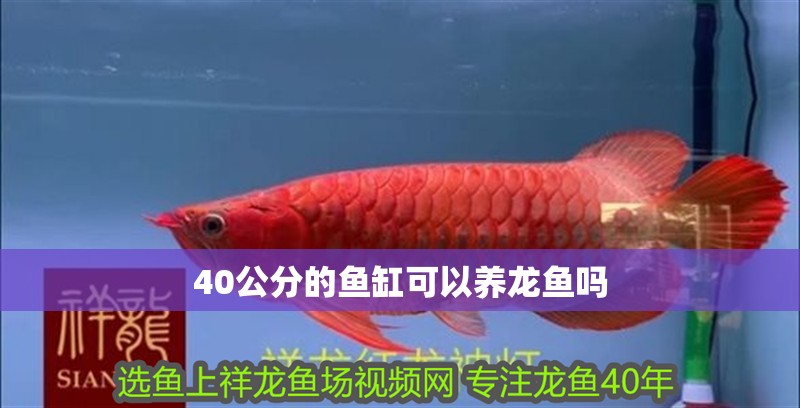 40公分的魚缸可以養龍魚嗎