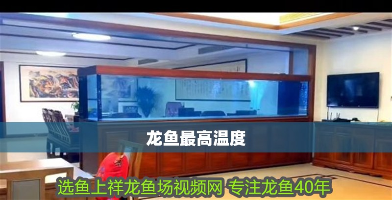 龍魚最高溫度 龍魚最高溫度 龍魚百科 第4張