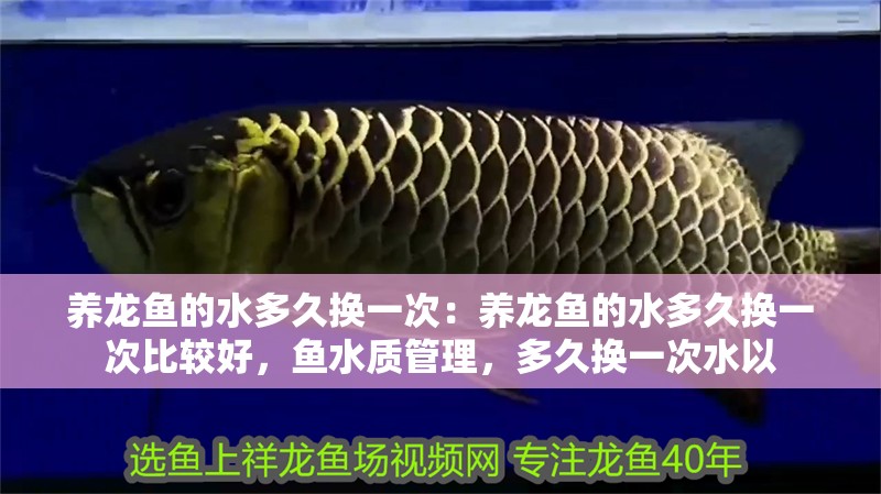 養龍魚的水多久換一次：養龍魚的水多久換一次比較好，魚水質管理，多久換一次水以