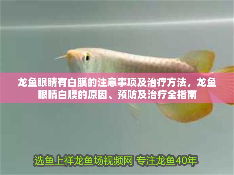 龍魚眼睛有白膜的注意事項及治療方法，龍魚眼睛白膜的原因、預防及治療全指南
