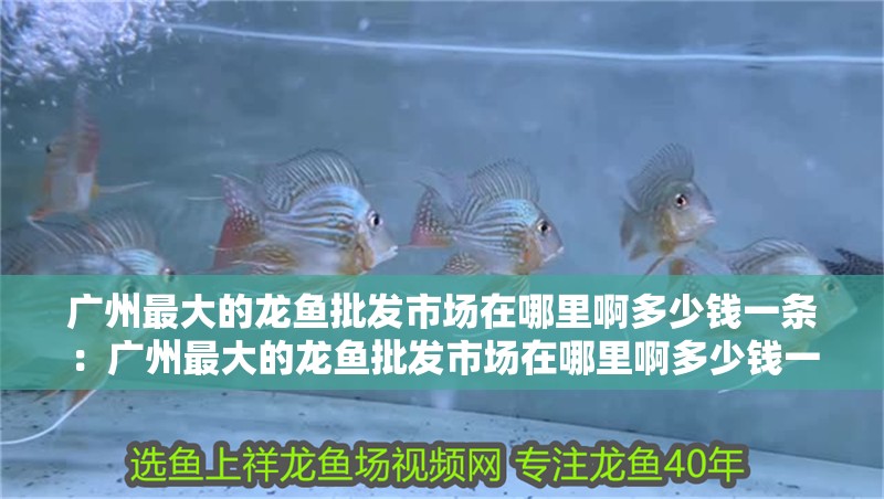 廣州最大的龍魚批發市場在哪里啊多少錢一條：廣州最大的龍魚批發市場在哪里啊多少錢一條啊，龍魚市場，探索廣州最大的龍魚交易中心及其價格行情