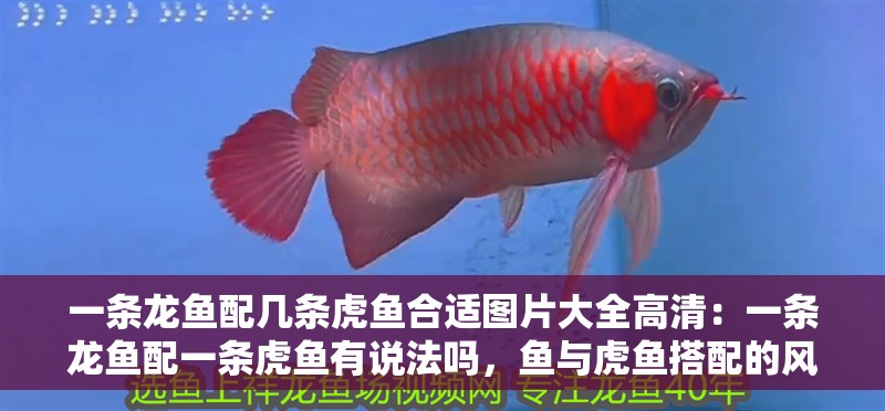 一條龍魚配幾條虎魚合適圖片大全高清：一條龍魚配一條虎魚有說法嗎，魚與虎魚搭配的風水講究，一條龍配一條虎