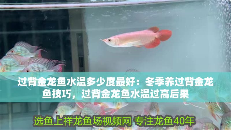 過背金龍魚水溫多少度最好：冬季養過背金龍魚技巧，過背金龍魚水溫過高后果