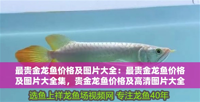 最貴金龍魚價格及圖片大全：最貴金龍魚價格及圖片大全集，貴金龍魚價格及高清圖片大全