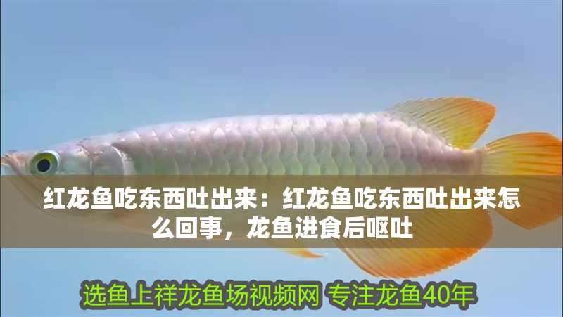 紅龍魚吃東西吐出來：紅龍魚吃東西吐出來怎么回事，龍魚進食后嘔吐