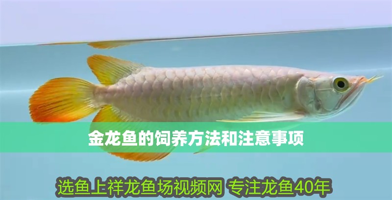 金龍魚的飼養方法和注意事項