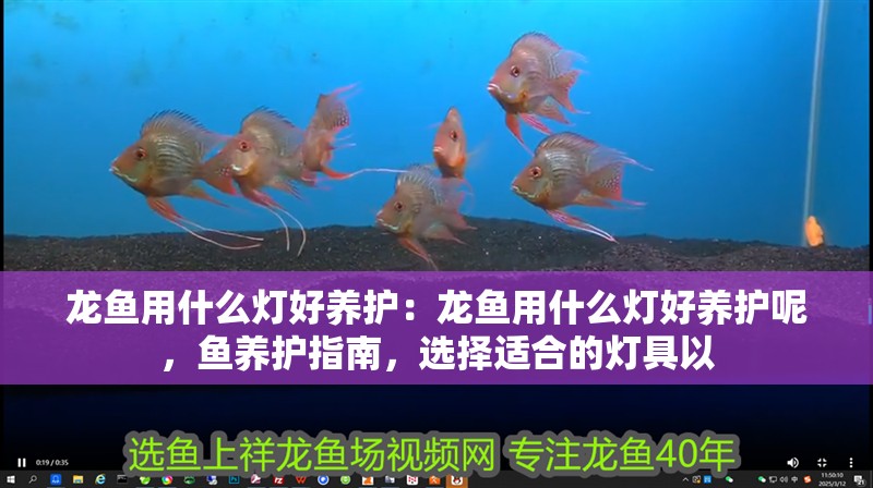 龍魚用什么燈好養(yǎng)護(hù)：龍魚用什么燈好養(yǎng)護(hù)呢，魚養(yǎng)護(hù)指南，選擇適合的燈具以